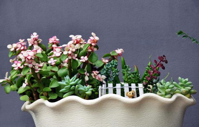 迎客松的寓意是什么，门口迎客松的寓意是什么（不知道给老人送什么礼物）