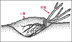 玫瑰花怎么保存，玫瑰花怎么保存时间长（掌握这几点知识要点）