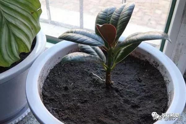 橡皮树的寓意是什么，花匠带你养花之橡皮树养护知识大全