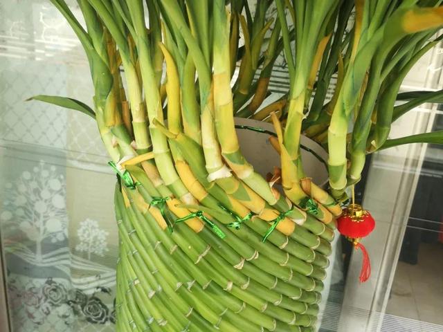 栀子花叶子发黄是什么原因，栀子花叶子发黄的原因是什么（栀子花叶子发黄）