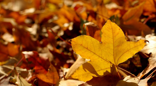 树叶的作用，白香树叶的作用（可以改善增肥土壤）