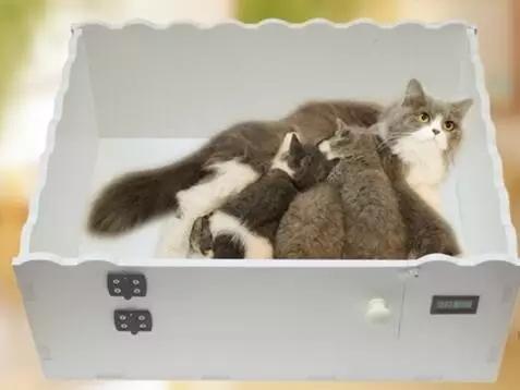 怎样照顾幼猫，如何照顾幼猫（如何科学地照顾新生奶猫）