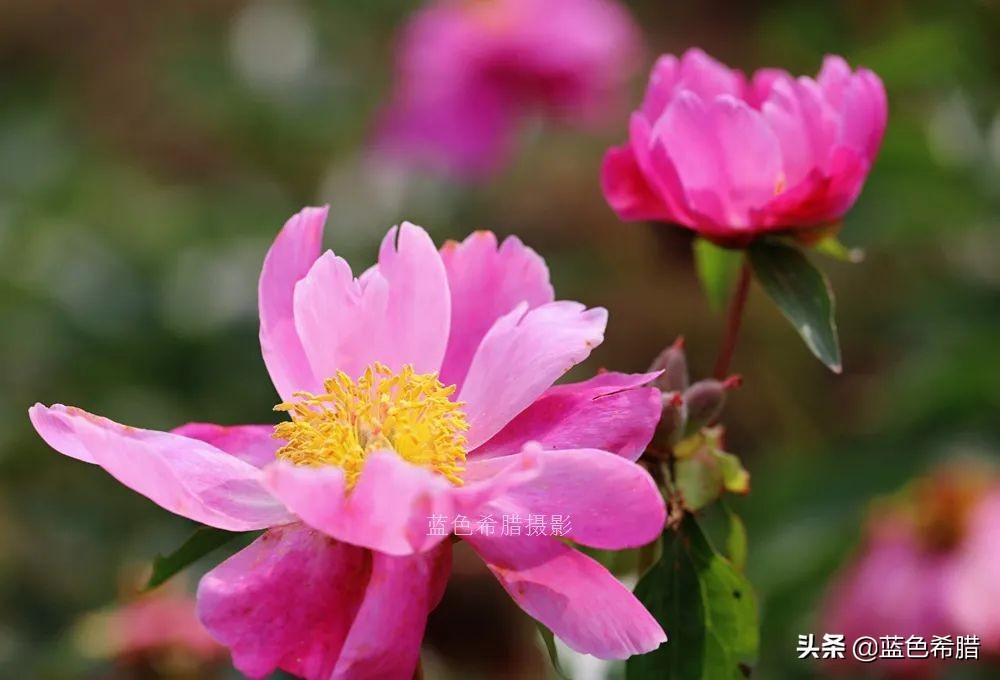 芍药花什么时候开，芍药什么时候开花（实拍13张芍药花照片）