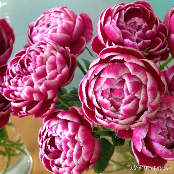 根瘤病用什么农药治，治疗根瘤病的药（月季癌症得了一个传染一大片）