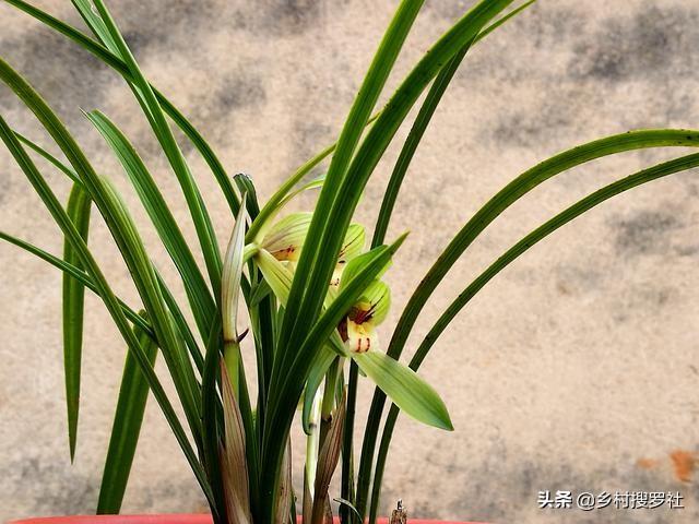 兰花几天浇一次水，新手养的兰花多久浇一次水（比磷酸二氢钾效果更好）