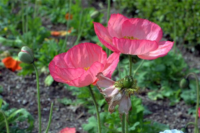 罂粟有几个品种，罂粟有观赏品种吗（罂粟和虞美人差别怎么这么大）