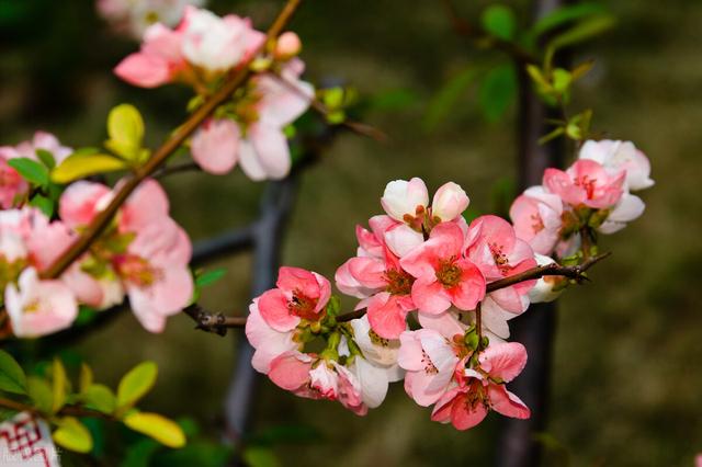 种紫薇树的风水禁忌，风水最好的树（有院子就种15种树）