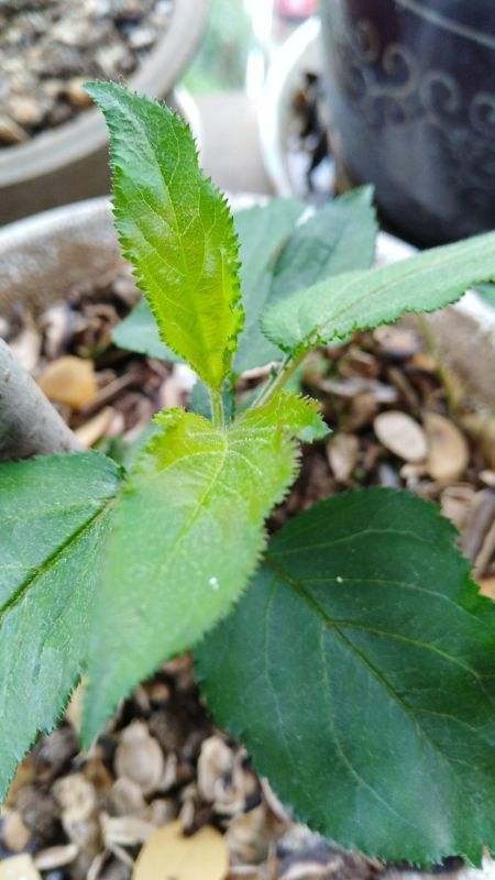 玄参的作用与功效，人参作用功能主治（药店里很贵的玄参）