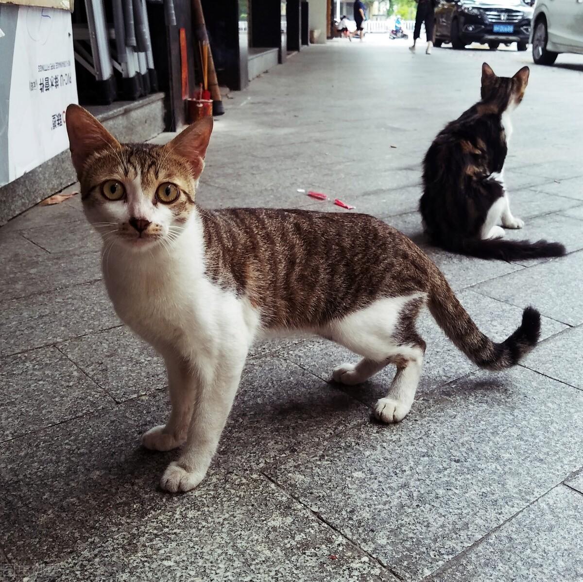 土猫虎斑图片