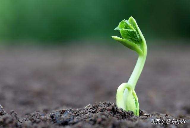 豇豆叶子发黄怎么回事，豇豆叶子发黄要怎么处理（豇豆在定植以后出现黄叶落叶的情况是什么原因呢）