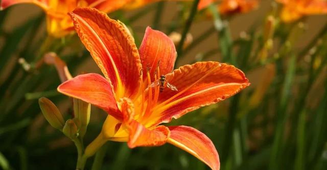 萱草有哪些不同的品种，萱草品种名称怎么查（黄花菜也只是它的一个品种）