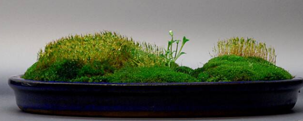 苔藓的养殖方法和注意事项，苔藓的养殖方法（苔藓怎么养）