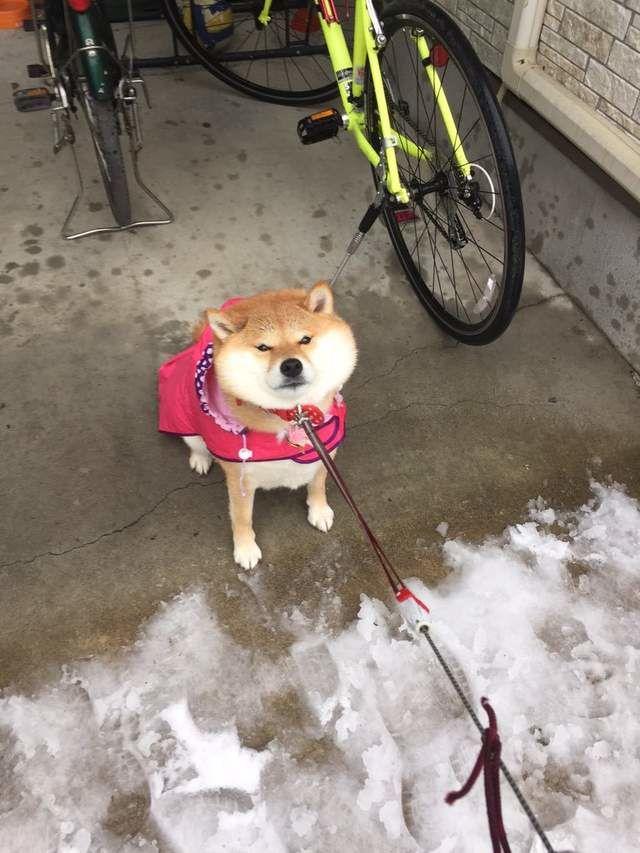 柴犬怎么训练，柴犬怎么训练空中接食（三个训练帮你驯服爱不听话的柴犬）