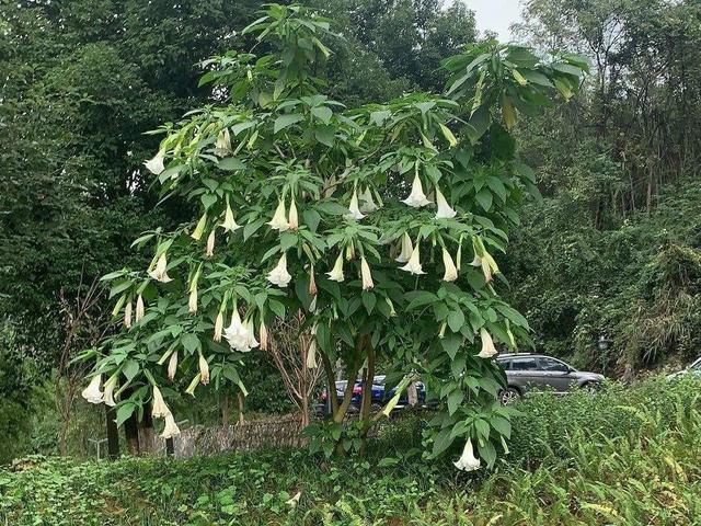 什么花是有毒的，什么花是有毒的图片（20种有毒花）