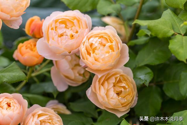 月季为什么不开花只长叶子，月季不开花只长叶子的原因处理方法（月季瘦弱、枝叶稀疏不开花怎么办）