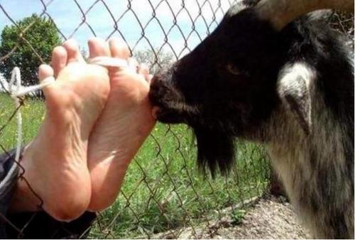 古代刑法笑刑(笑刑) - 燕来学堂