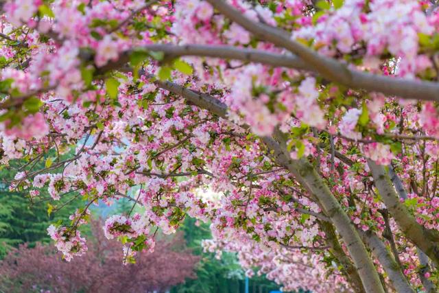 青岛酒店管理职业技术学院官网，2021青岛酒店管理职业技术学院地址在哪里（青岛酒店管理职业技术学院D011呼叫你）