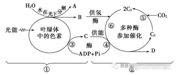 碘液遇淀粉颜色变化，碘遇到淀粉变成什么颜色（高考生物必修一知识点总结）