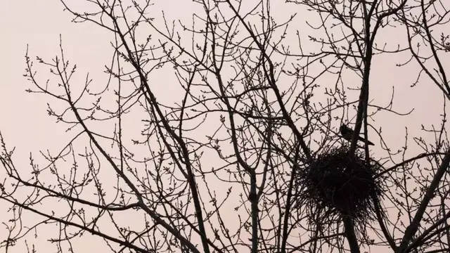 乐的偏旁，部编版一年级下册语文第6课《树和喜鹊》知识点+图文讲解