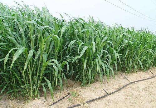 狼尾草种类，狼尾草的科属（狼尾草——桂草1号王草介绍）