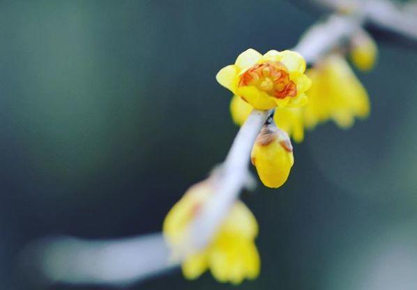 观音莲的花语，观音菩萨与莲花的寓意（守护你的小幸福）