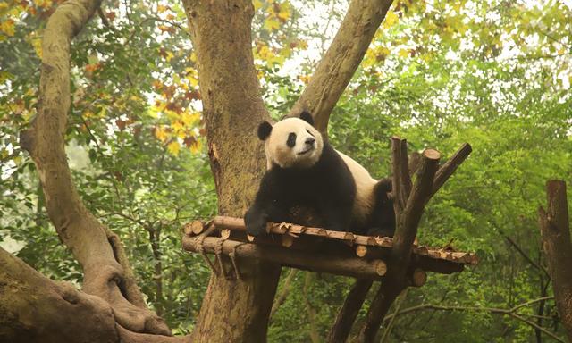 大熊猫现在有多少只，现存大熊猫有多少只（野生大熊猫增至1864只）