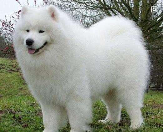 银狐犬为什么很少人养，银狐犬好养活吗（区分萨摩耶犬和银狐犬）