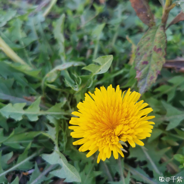 花的品种有哪些，常见花卉分类有哪些品种（80种常见植物图解）