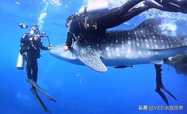 鲸鲨和虎鲸谁厉害，最大的鲸鲨到底有多大（在人类面前不堪一击）
