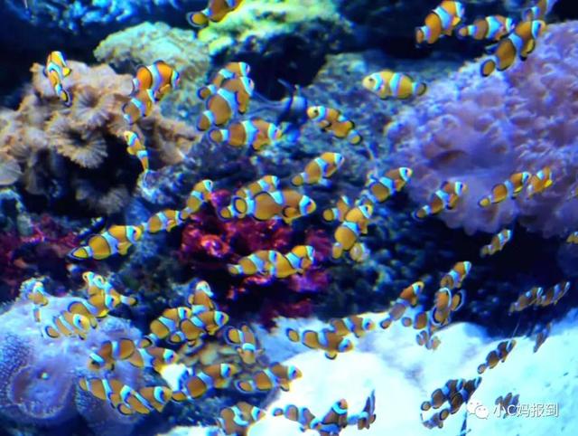 珠海长隆游玩攻略，珠海长隆游玩攻略图（带娃去珠海长隆该怎么玩）