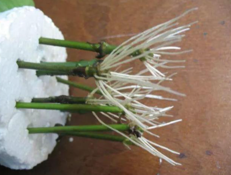 扦插生根最快方法，果树扦插生根最快的方法（水培是最简单的扦插“生根法”）