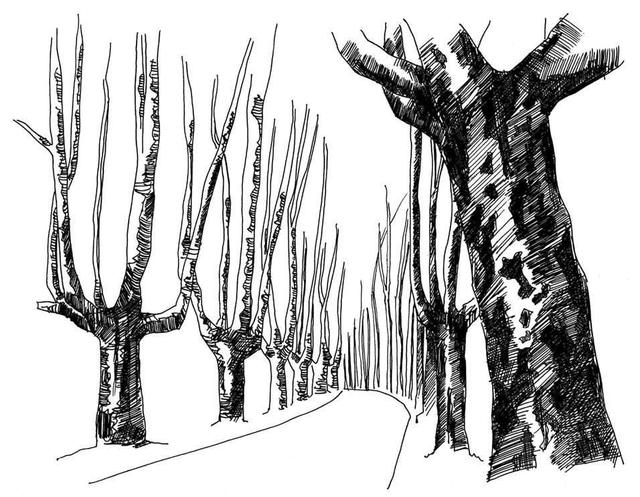 小树简笔画怎么画，小树的简笔画怎么画（教你三种常见树木画法）