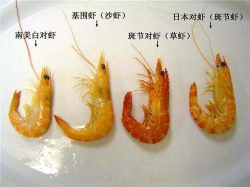 海中虾图片介绍图片