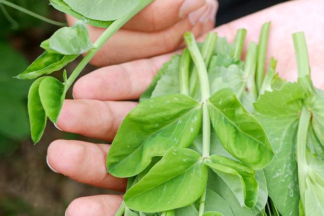 杂粮有哪些品种，粗粮都有什么（中国豆类大全）