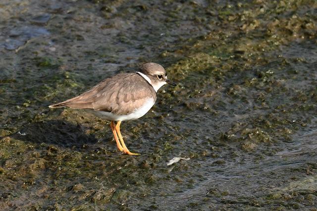 水鸡是什么，水鸡是什么车（西方秧鸡、叽咋柳莺......）