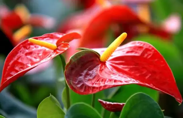 棉花花语，白色木棉花花语（这些常见的花语一次性“打包”送给你）