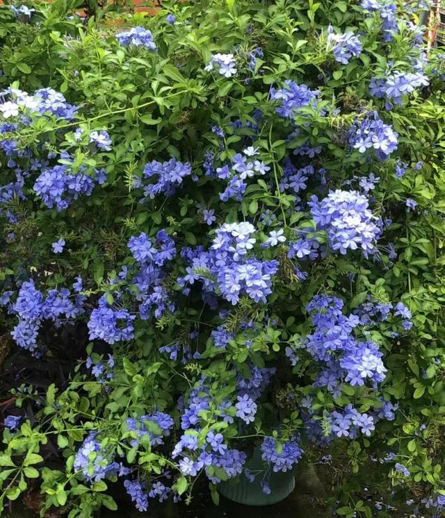 夏天开花的植物，家里养能开花的植物一年四季开花（热不死、晒不死）