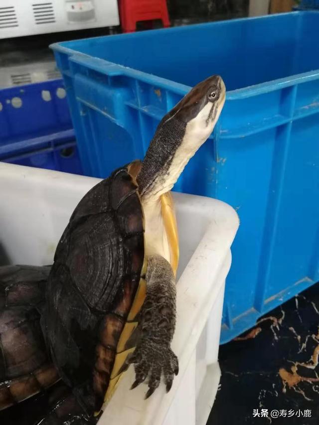 石金钱龟养殖前景,新手饲养不同规格的石金钱龟时(现在养石金钱龟前景好吗) 石金钱龟养殖前景,新手饲养不同规格的石金钱龟时(现在养石金钱龟前景好吗)