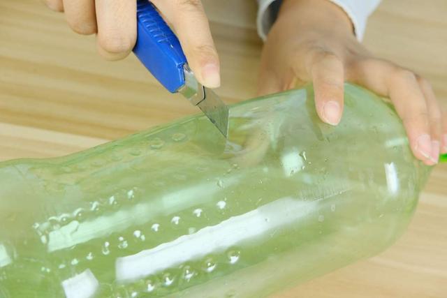 扦插的原理和特点有哪些，扦插的基本原理（教你两招扦插方法）