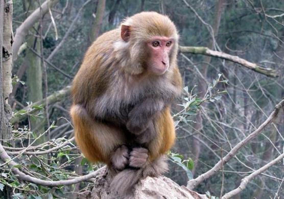 哺乳动物有哪些，世界上哺乳类动物有哪些（哺乳类动物和图片）