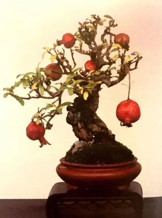 石榴盆景制作技艺(品鉴,用材,造型,养护十八般武艺都用上了) - 彝家