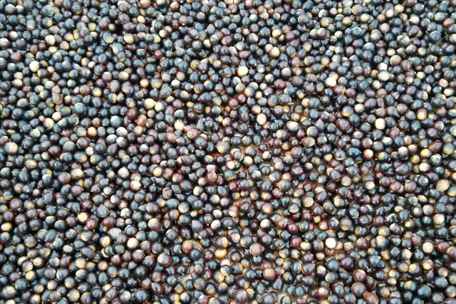 澳洲坚果，已有3000多年历史（澳洲坚果多少钱一斤）