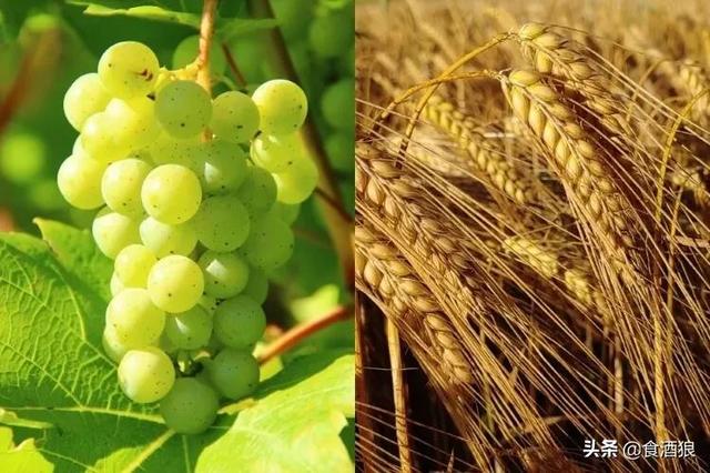 威士忌和白兰地，威士忌和白兰地有什么区别（威士忌和白兰地有什么差异）