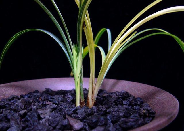 兰花变黄怎么挽救，兰花新长出来的叶子发黄怎么办（家里的“春兰”黄了叶）