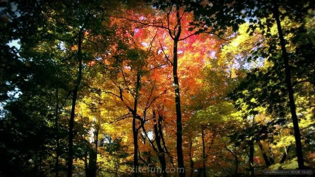 描写秋天思念的句子，秋天的思念句子短句唯美（一念秋风起，一念相思长）