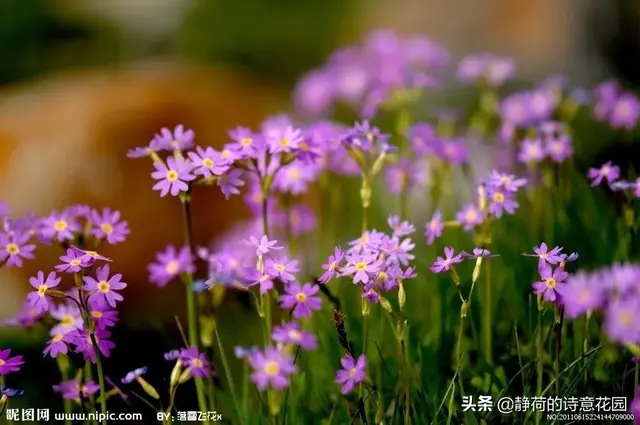 关于春天的诗歌，写给春天的诗歌仿写三年级（隔屏都感觉到了盎然生机与活力）