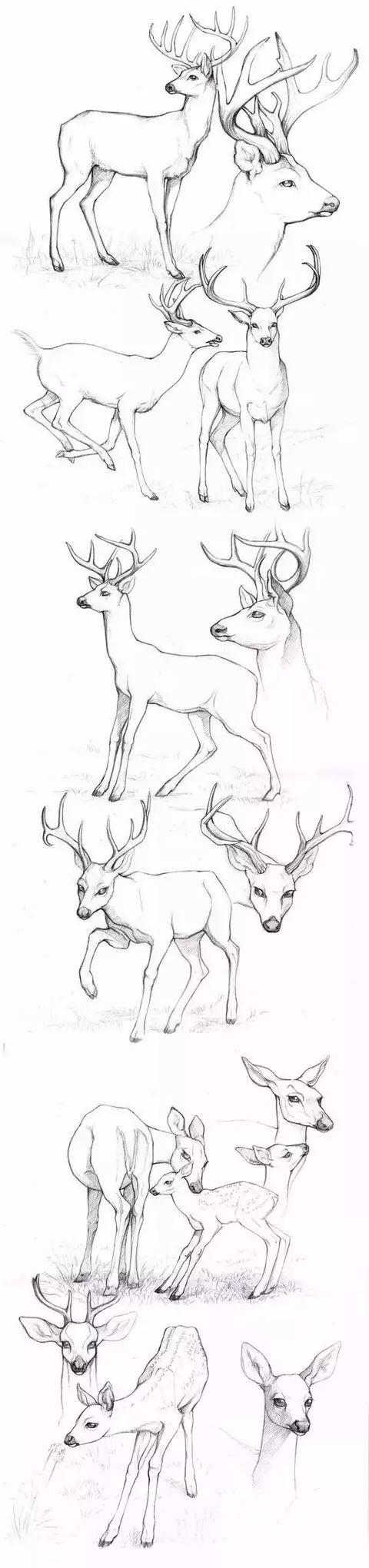 怎么画驯鹿简笔画步骤图，驯鹿的简笔画图片大全（素材-鹿的一些画法）