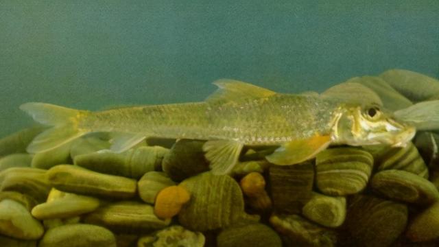 淡水观赏鱼种类，淡水观赏鱼的种类大全！（中国淡水观赏鱼图集<一>）