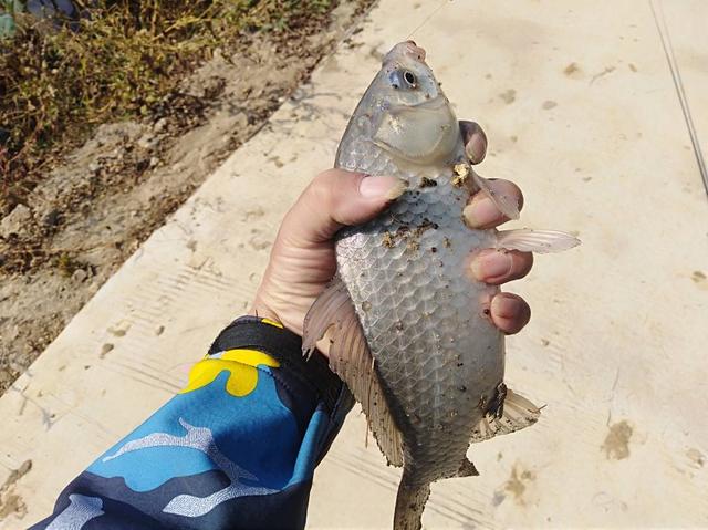 怎样才能钓鲫鱼，怎么样钓鲫鱼（想钓大鲫鱼也没想象的那么难）