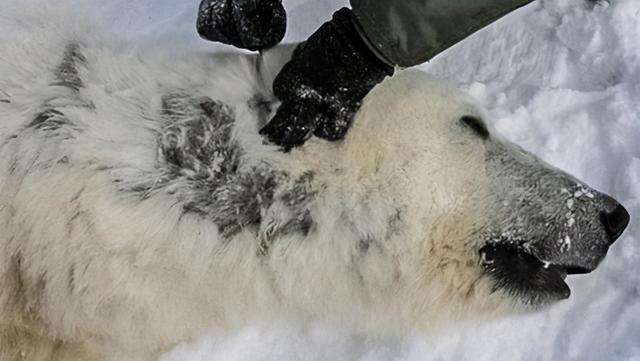 熊冬眠吗，一个神奇的问题（熊冬眠吗）